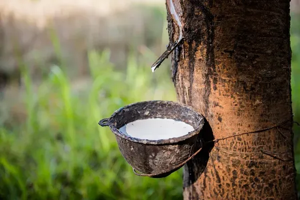giá cao su trong nước đi ngang