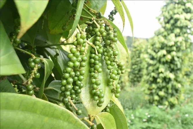 tiêu