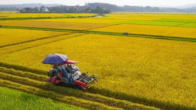 nông sản