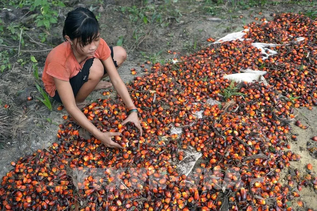 Giá dầu cọ hôm nay 