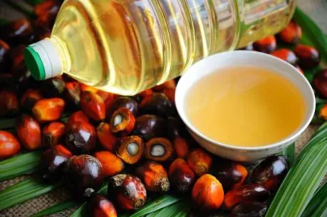 giá dầu cọ hôm nay