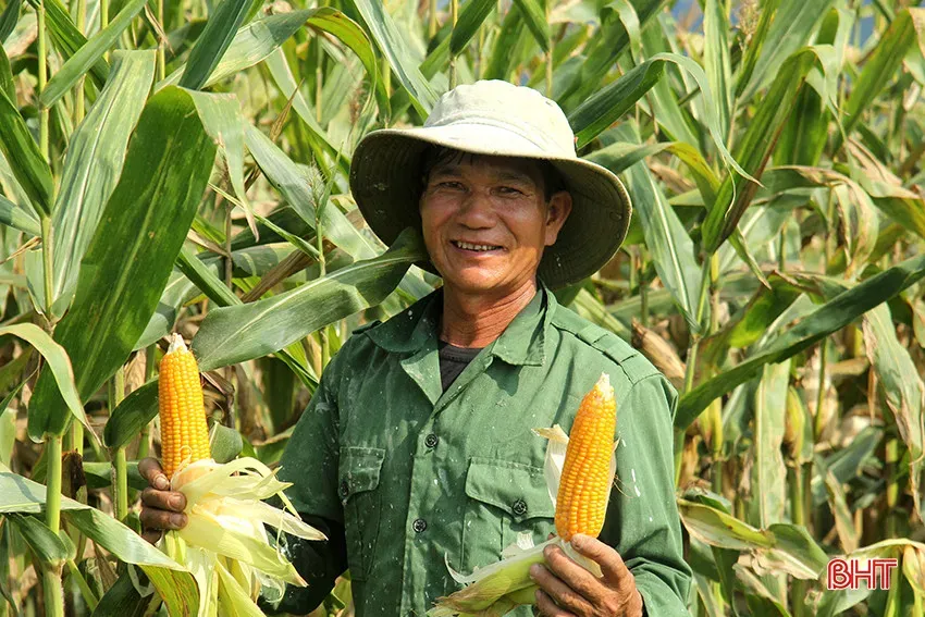 nông sản