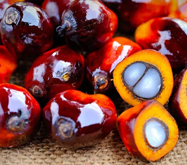 giá dầu cọ hôm nay