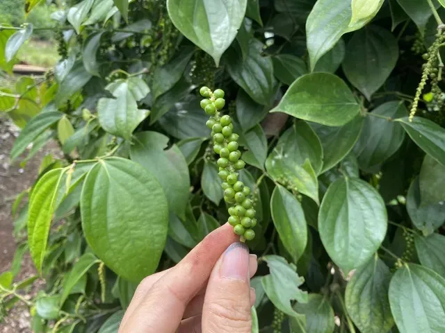 giá tiêu hôm nay