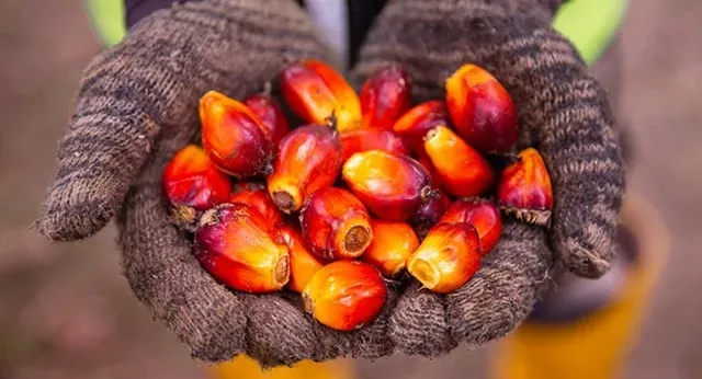 giá dầu cọ hôm nay 