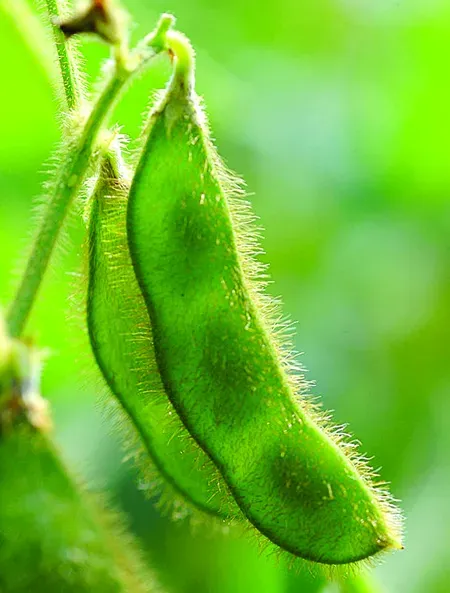 đậu tương