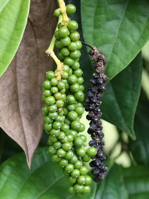 giá tiêu thế giới