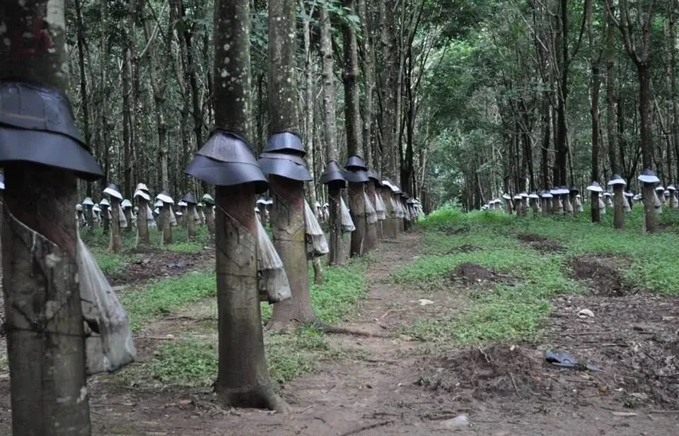 giá cao su thế giới