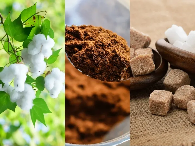 Nguyên liệu công nghiệp: bông, đường, ca cao