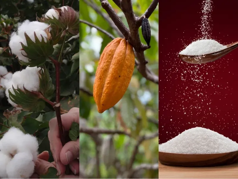 Nguyên liệu: bông, đường, ca cao