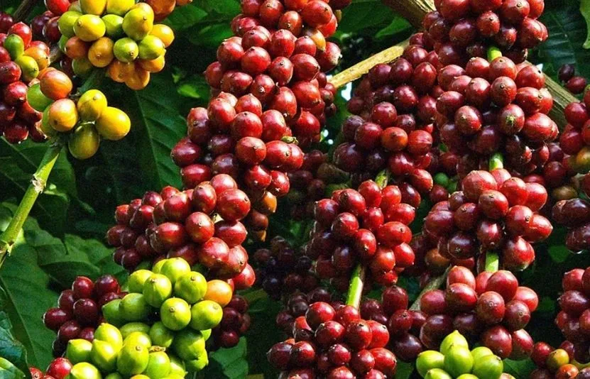 Giá cà phê hôm nay 18/3: Thị trường trong nước bật tăng mạnh, thế giới giằng co do cung cầu và địa chính trị