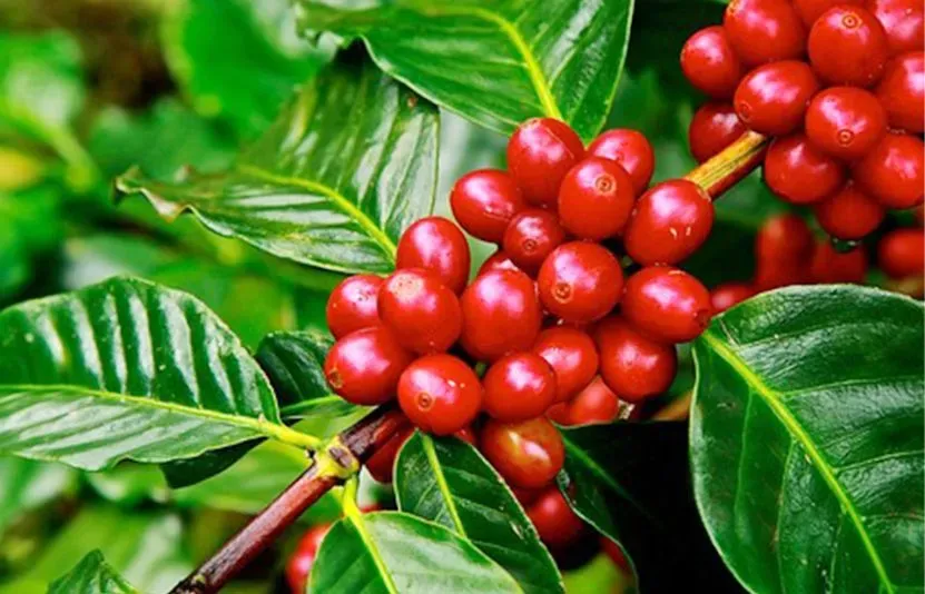 Giá cà phê Arabica hôm nay: Áp lực nguồn cung gia tăng, thị trường thận trọng trước vụ mùa Brazil 2026/27