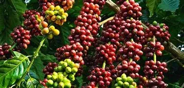 Giá cà phê ngày 2/3: Thị trường nội địa điều chỉnh giảm, Arabica thế giới chịu sức ép nguồn cung từ Brazil