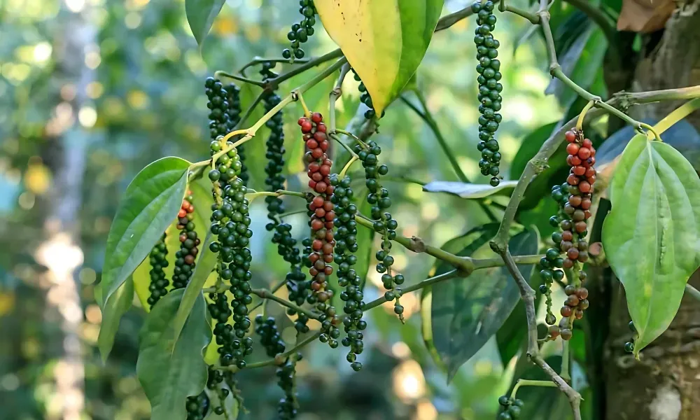 tiêu