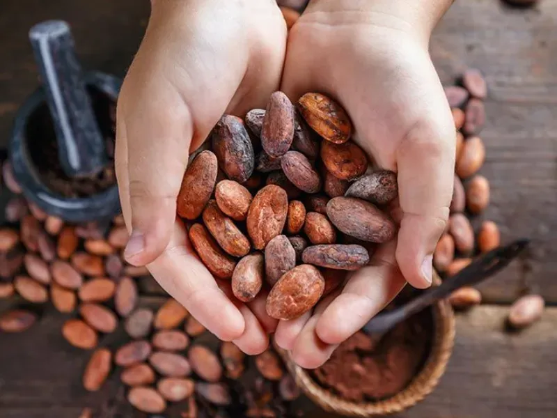 Nguyên liệu công nghiệp 7/4: Ca cao