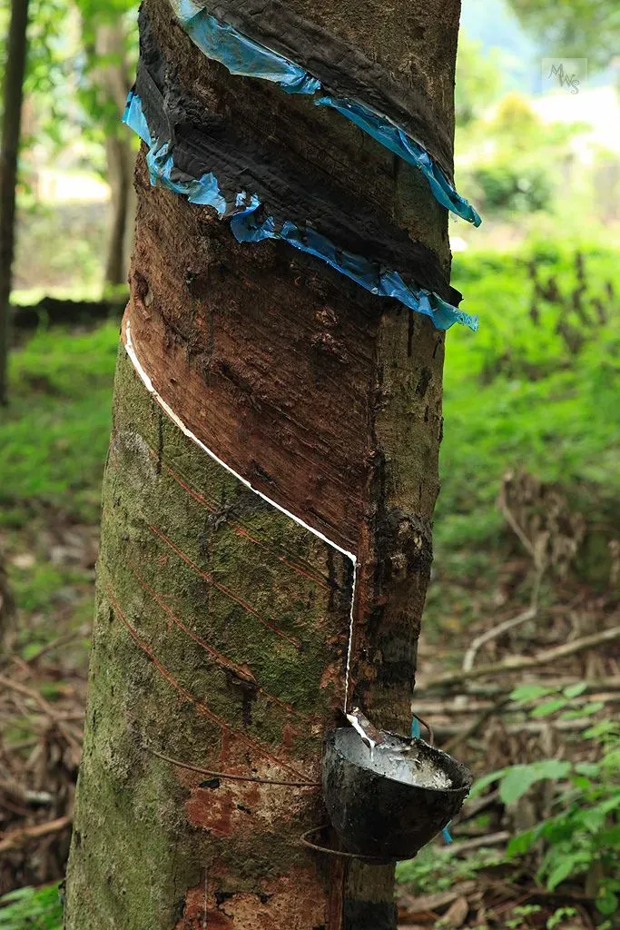 giá cao su trong nước
