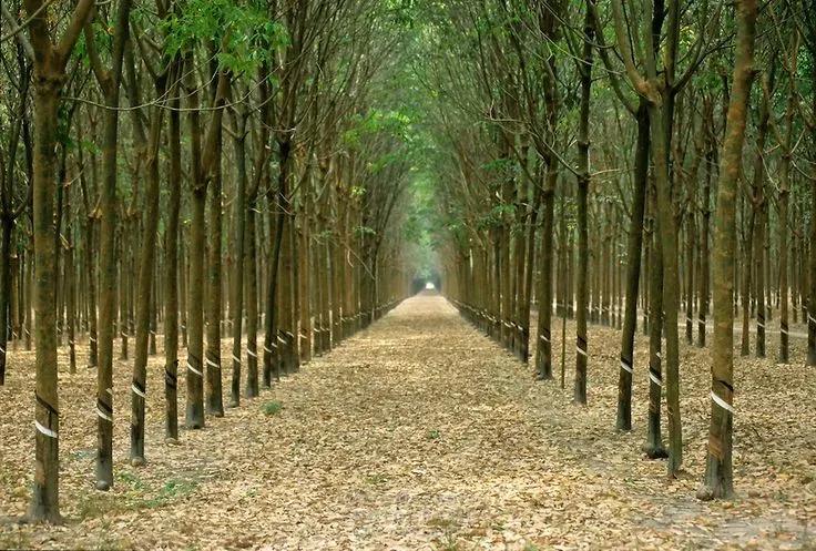 cao su thế giới 7 tháng 8