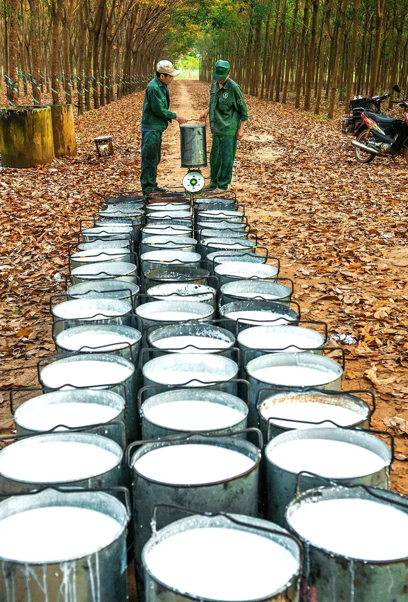 cao su