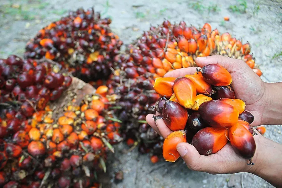 giá dầu cọ 