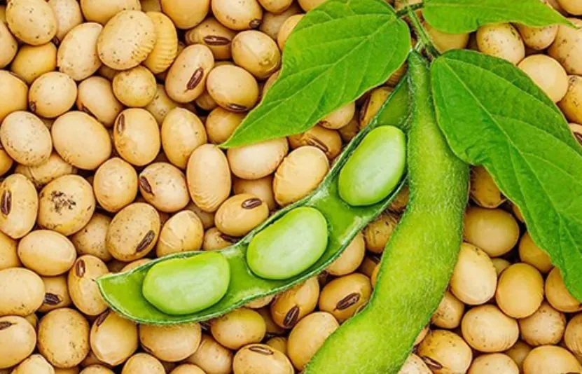 Nông sản 20/05: Lúa mì tăng mạnh vì chất lượng mùa vụ Mỹ suy yếu, ngô phục hồi nhờ kỳ vọng Trung Quốc mua thêm hàng Mỹ