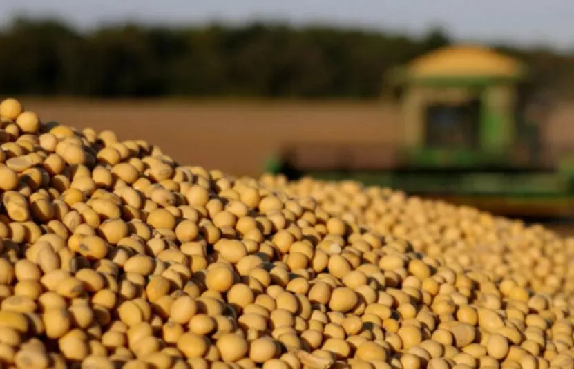 giá ngô đậu tương lúa mì