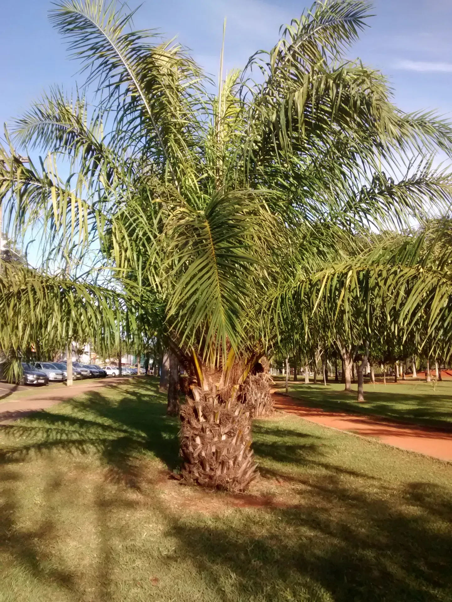 giá dầu cọ hôm nay