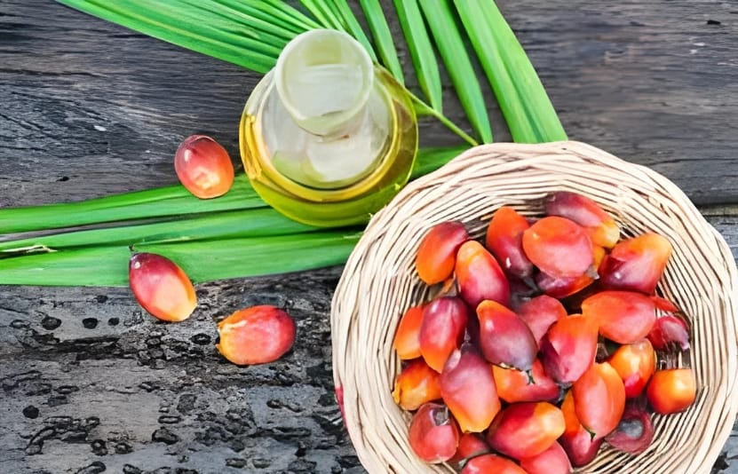 quả cọ