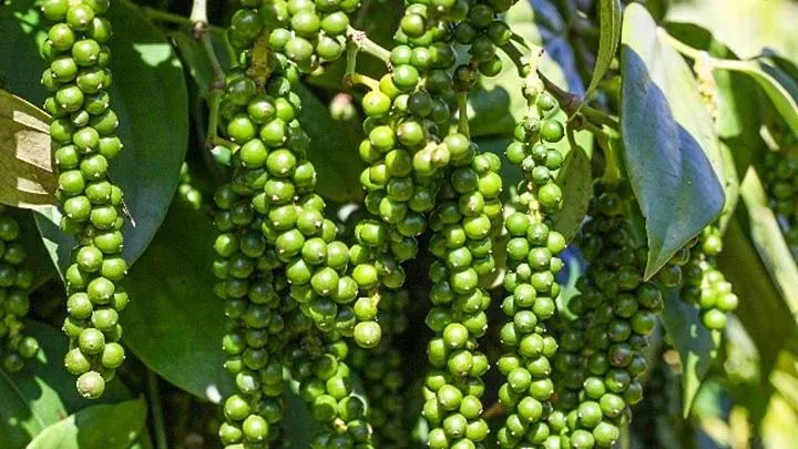 giá tiêu hôm nay