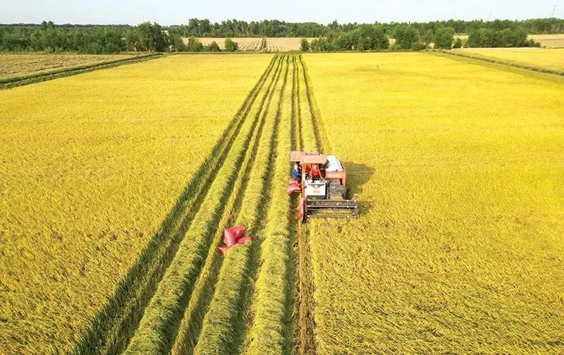 nong-san