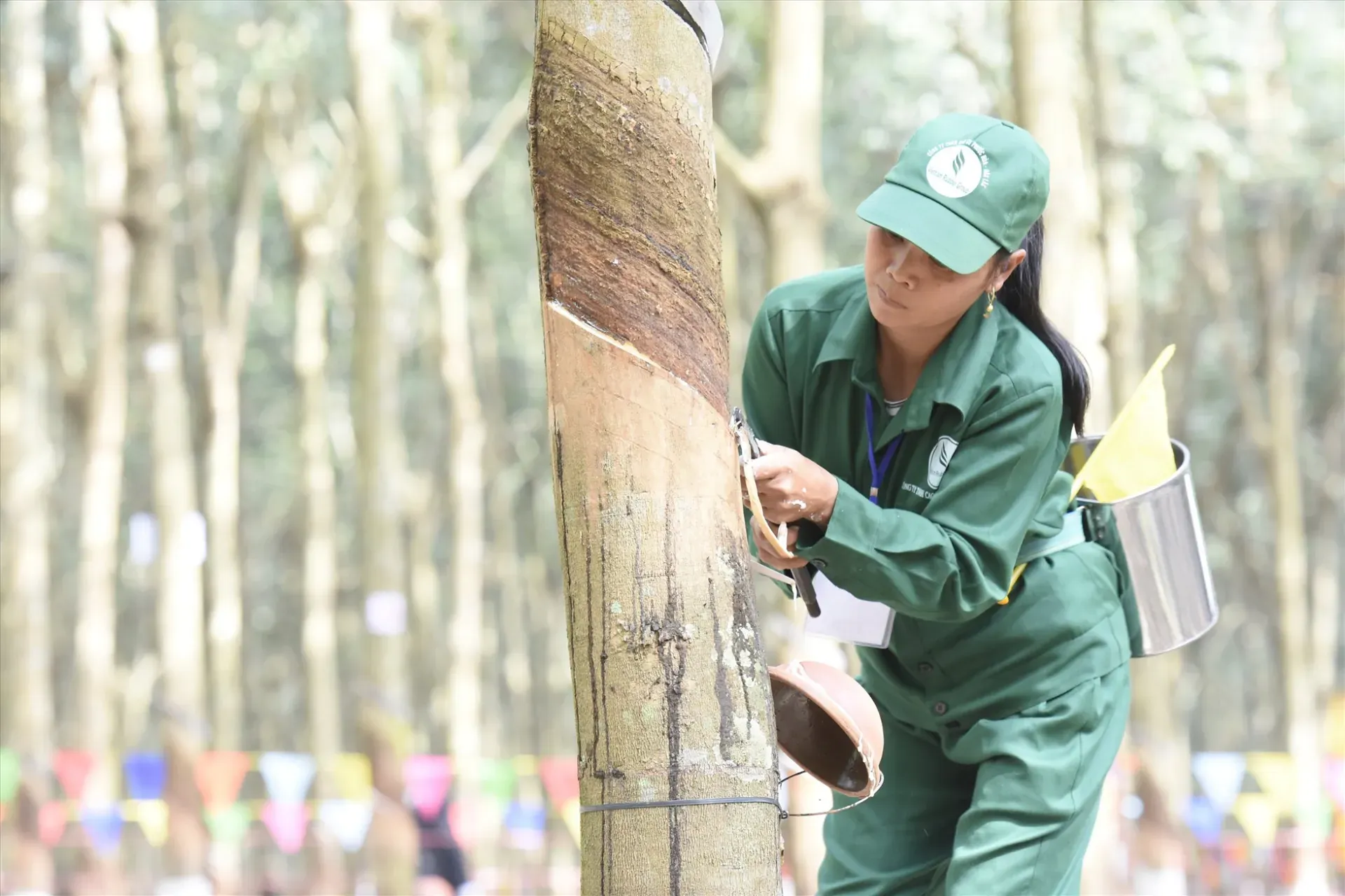 giá cao su hôm nay