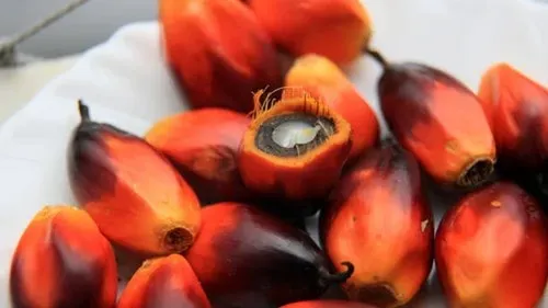 giá dầu cọ hôm nay