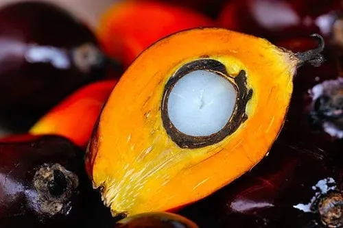 giá dầu cọ hôm nay