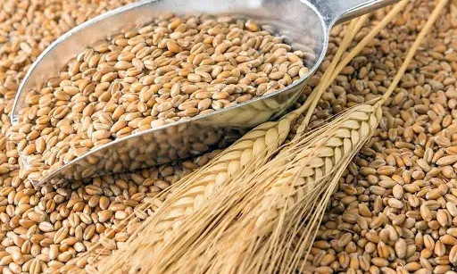 giá lúa mì nông sản