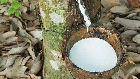 giá cao su hôm nay
