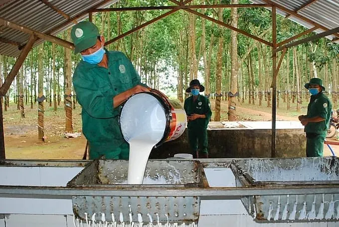 giá cao su hôm nay