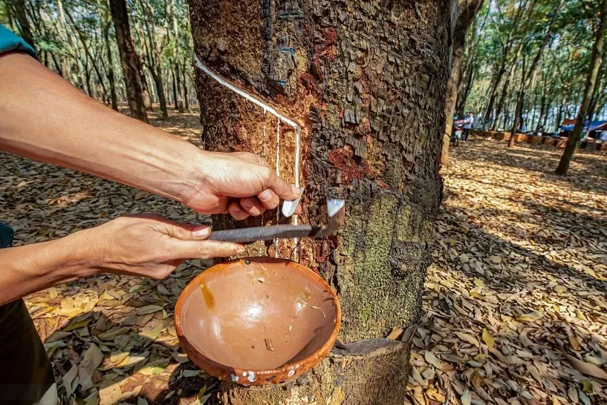 giá cao su hôm nay