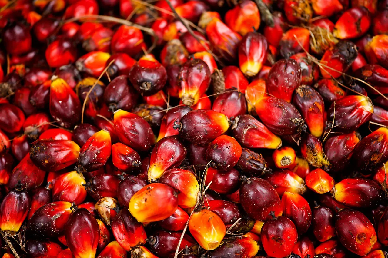 Giá dầu cọ 