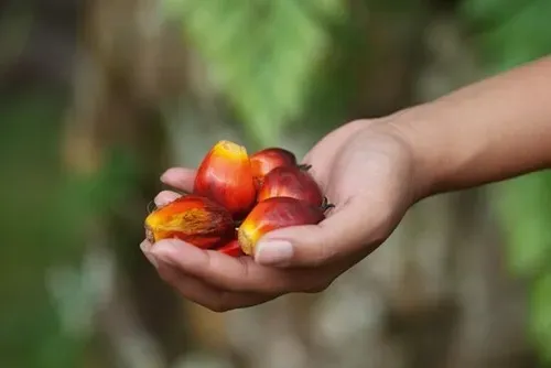 giá dầu cọ hôm nay