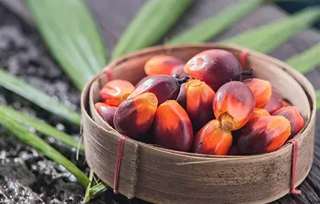 giá dầu cọ hôm nay 