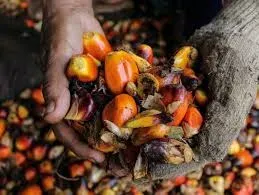 quả cọ