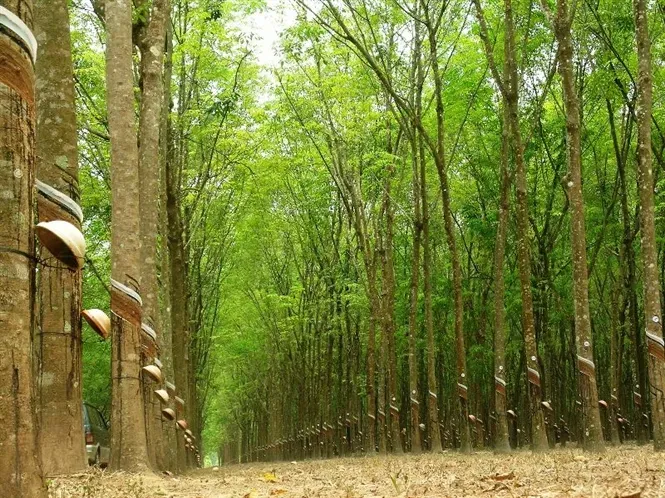 giá cao su hôm nay 