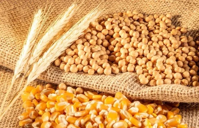 Thị trường lúa mì, ngô, đậu tương ngày 31/8