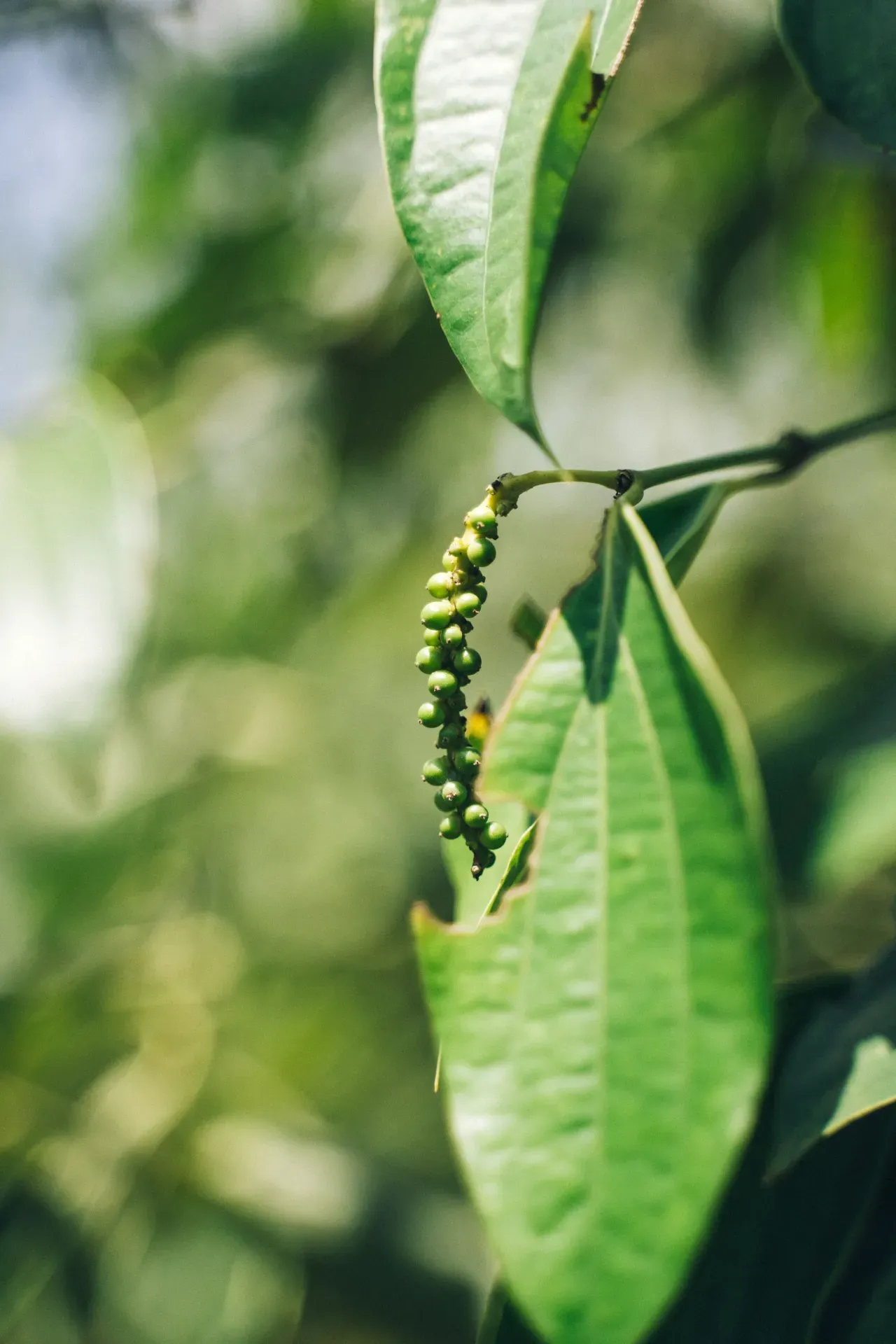 giá tiêu thế giới 29 tháng 7