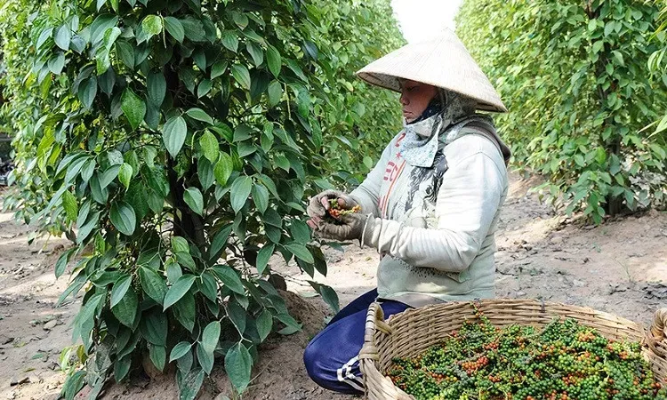 xuất khẩu hồ tiêu Việt Nam đứng đầu
