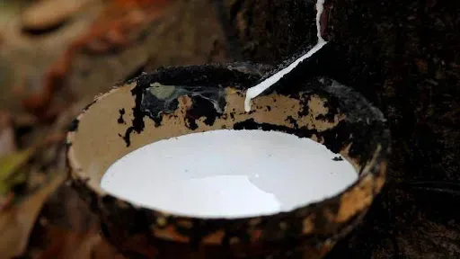 giá cao su hôm nay