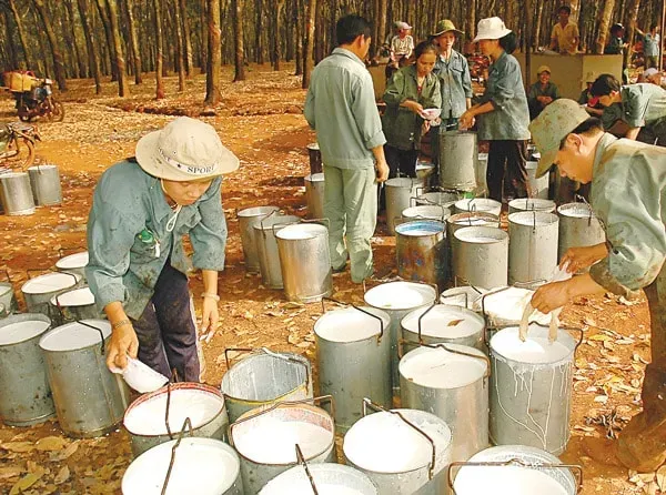 giá cao su hôm nay 