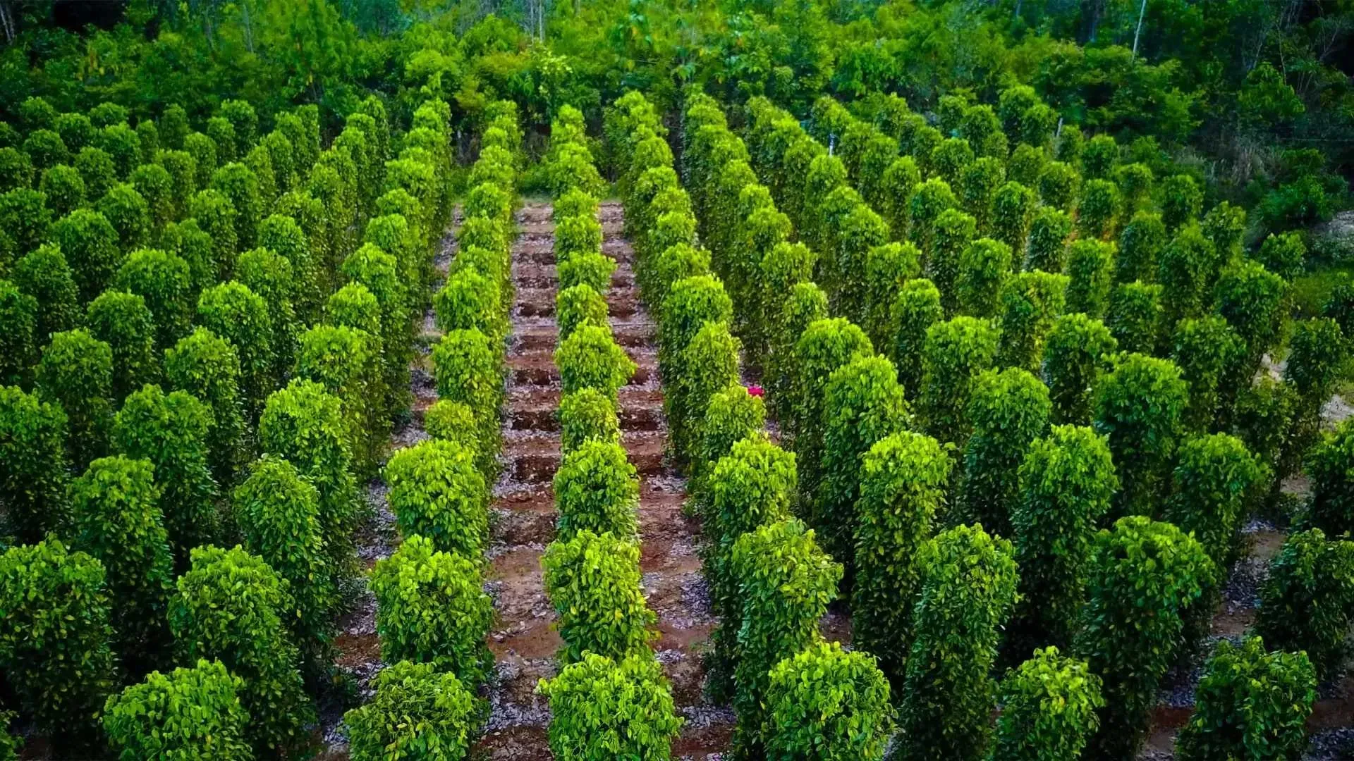 giá tiêu thế giới 12 tháng 8