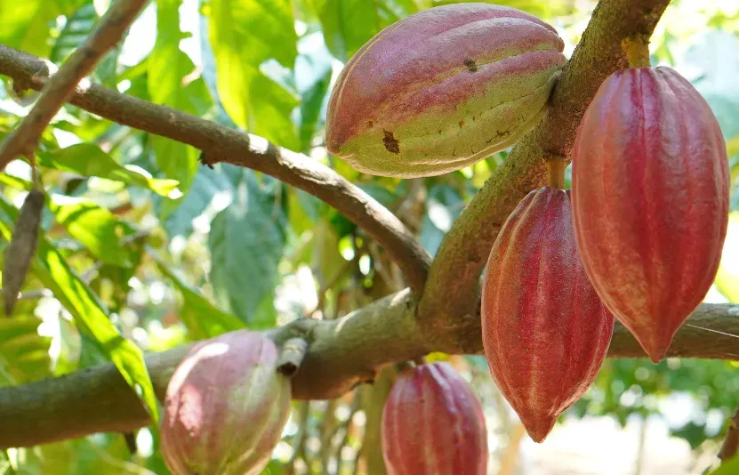 bông, đường, ca cao