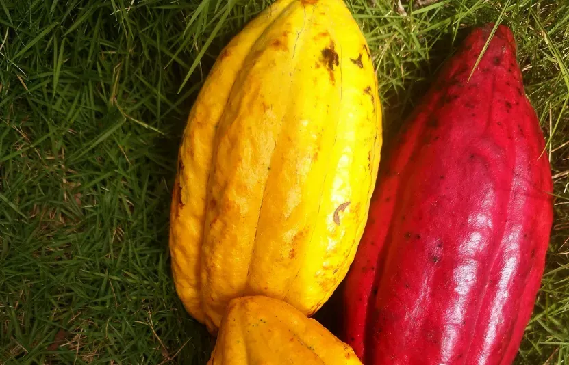 bông, đường, ca cao