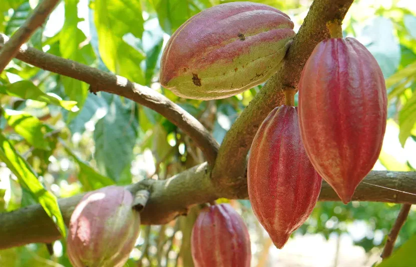 bông, đường, ca cao